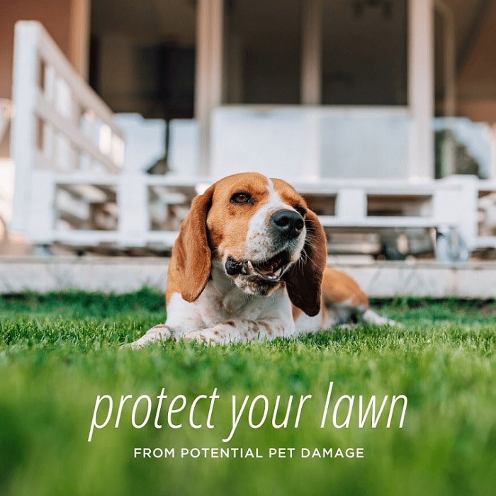 tips for maintaining your lawn