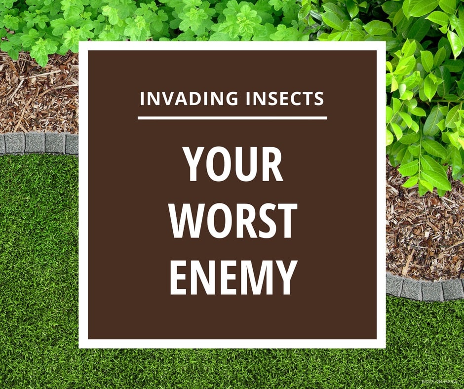 Invading insects are your lawn's worst enemy