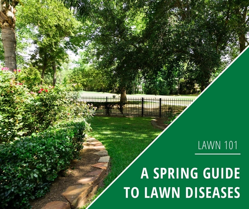A Spring guide to lawn diseases