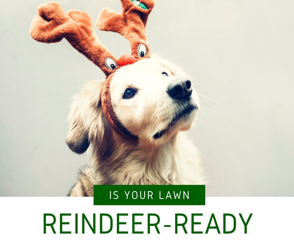 is your lawn reindeer ready?