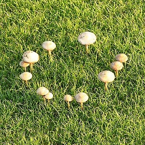 Fairy Ring small