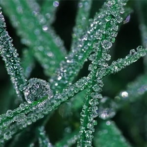 FrostedGrass
