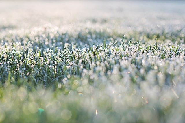 frost on grass 1358930 640