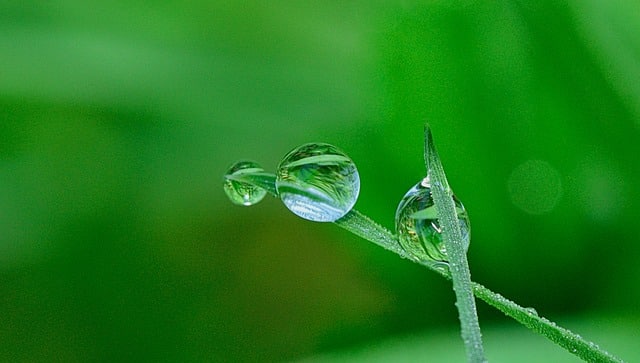 spring dew in grass