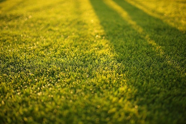 grass in yard