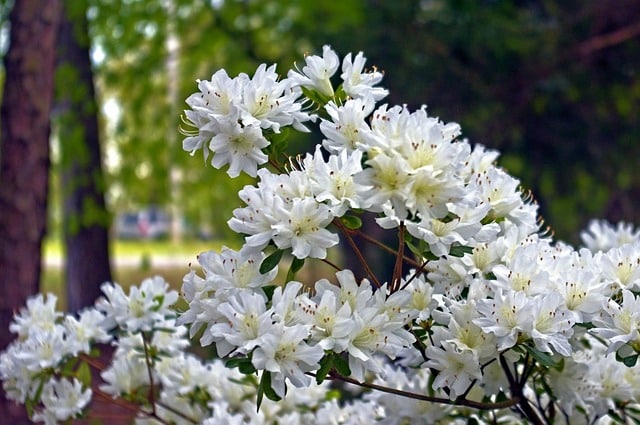 White azaleas in Arkansas