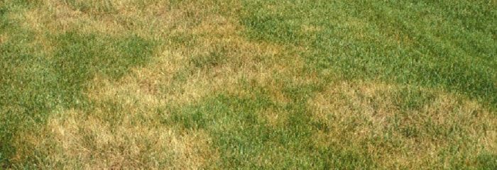 brown spot of grass