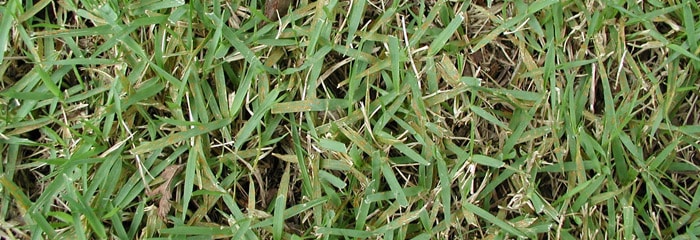 Rust grass disease
