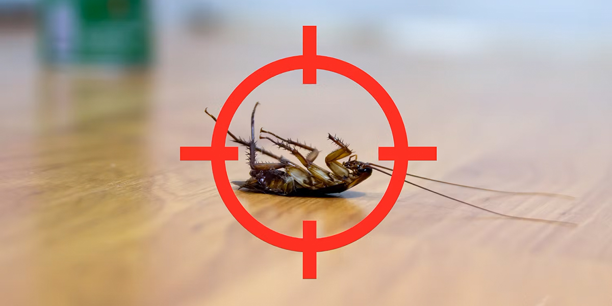 Cockroaches | CALS