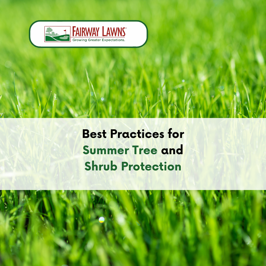 tree and shrub protection