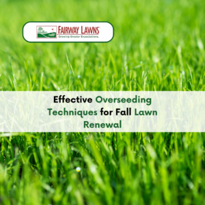 Fall Overseeding