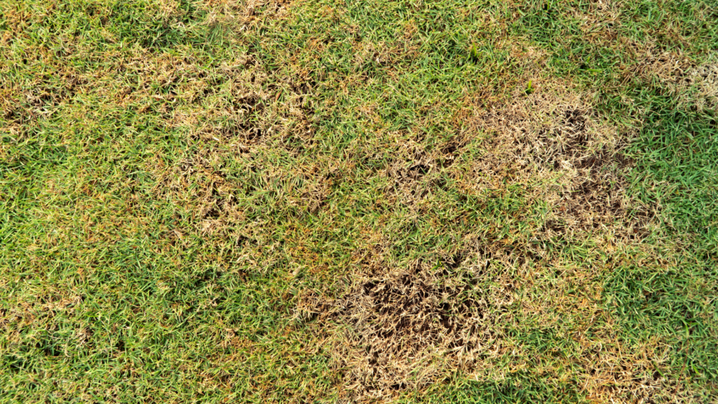 Lawn with patches of yellowing and dead grass