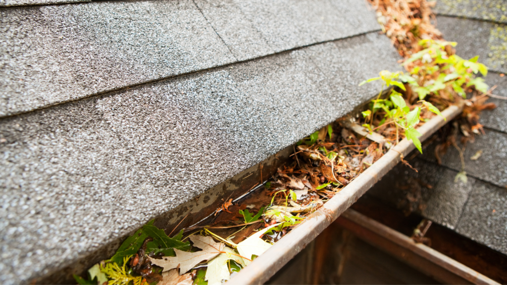 Close-up of a clogged gutter, a perfect breeding ground for mosquitoes