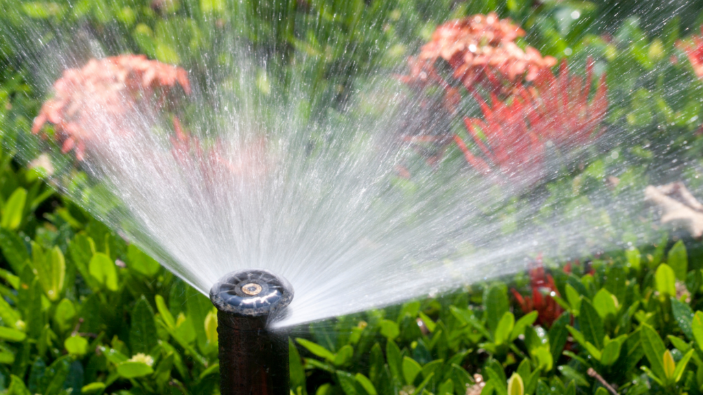 A close-up of a sprinkler watering some plants