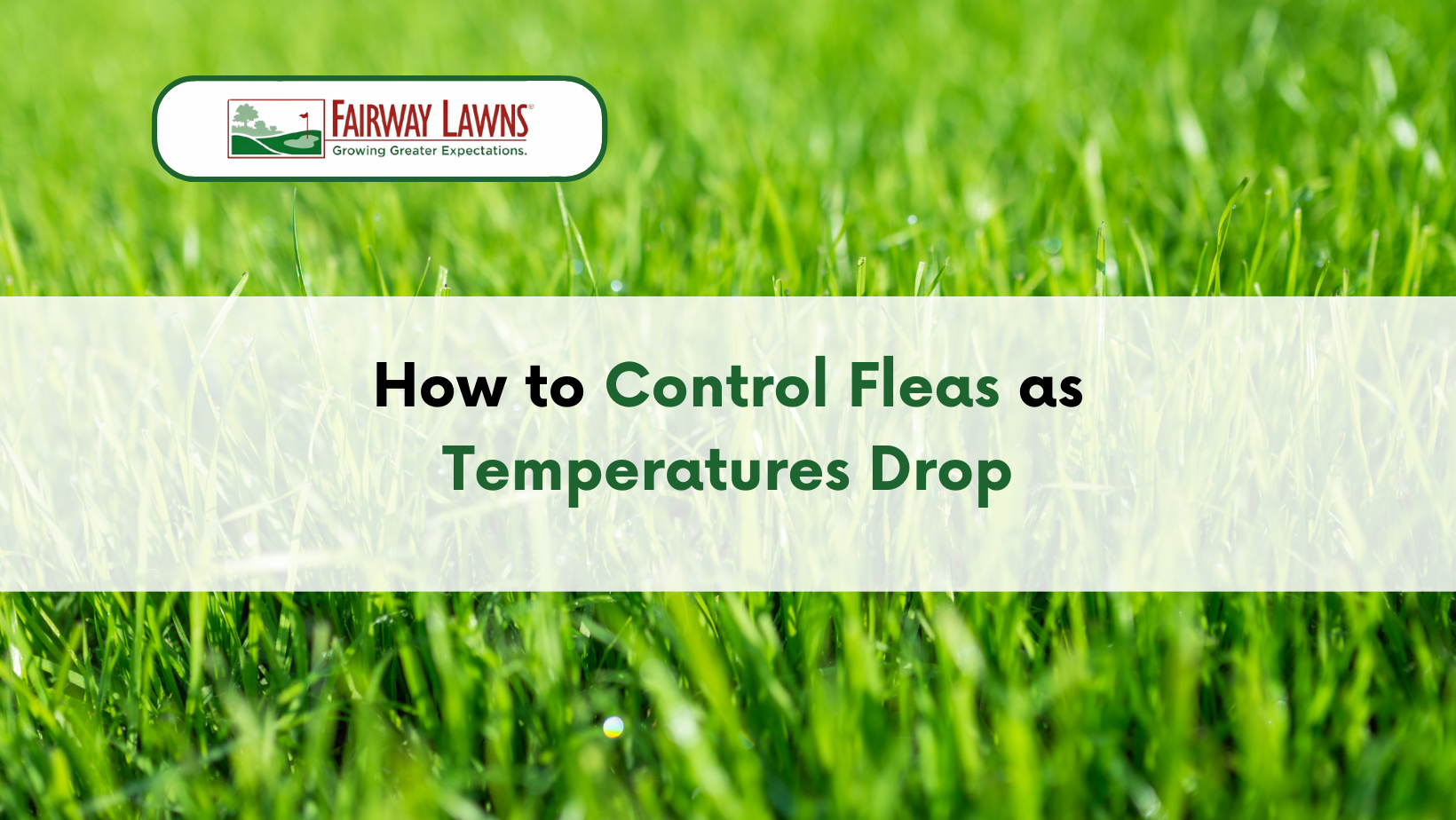 How to Control Flea Infestations as Temperatures Drop