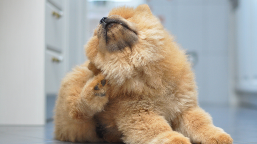 A dog scratching intensely due to a flea infestation, highlighting the need for preventative measures as temperatures drop in the fall