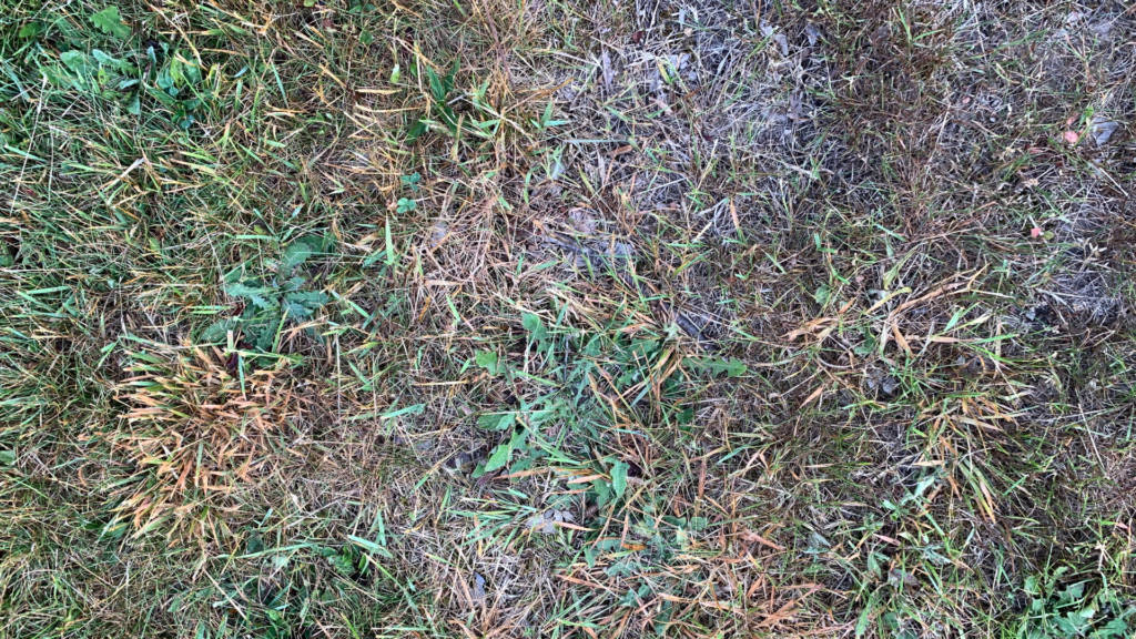 A close-up of compacted lawn soil with patches of yellowing and dying grass