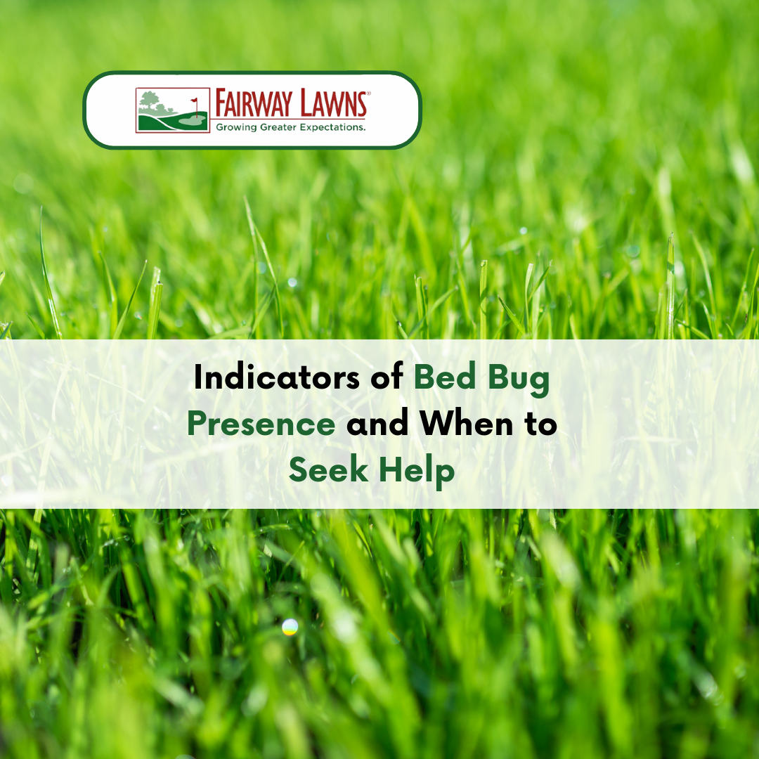 Indicators of Bed Bug Presence and When to Seek Help