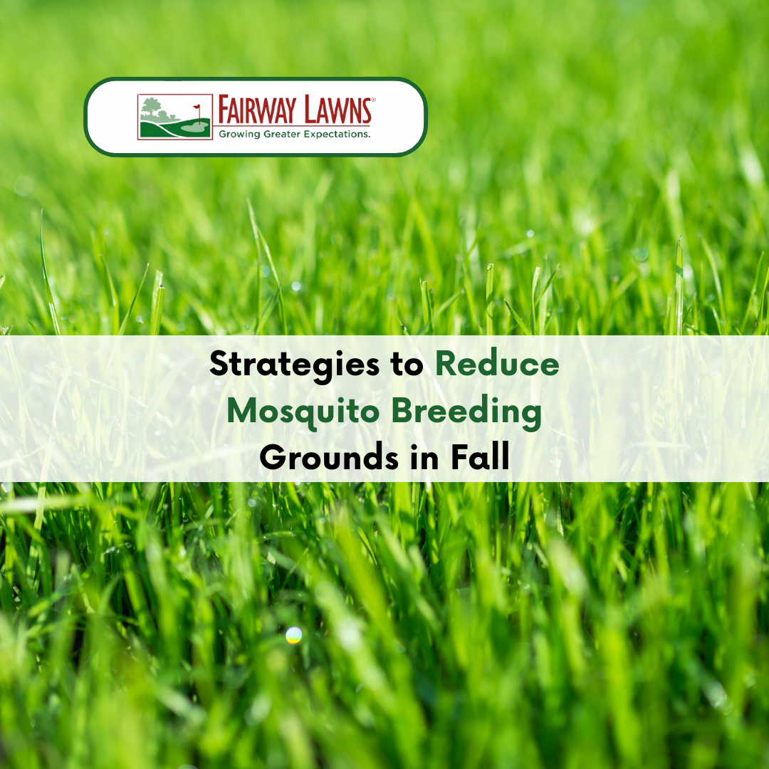 Strategies to Reduce Mosquito Breeding Grounds in Fall
