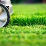 Educate Yourself About Various Weeds That Destroy Your Yard