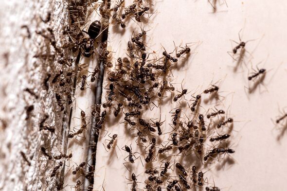 ant