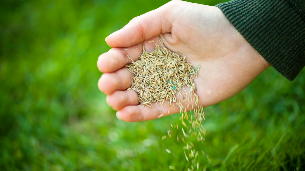 Close-up of a hand seeding a lawn