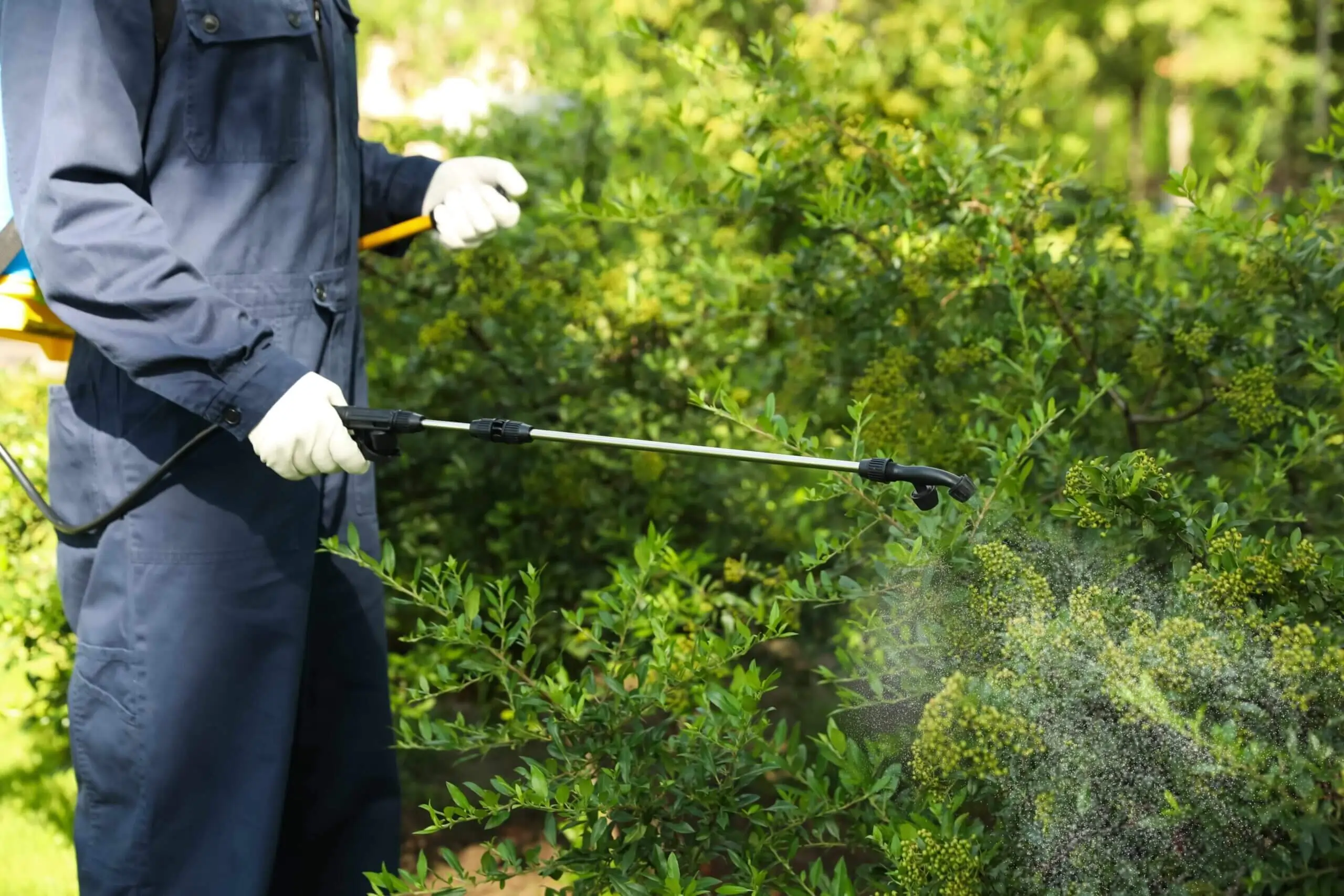 Fairway Lawns technician spraying shrubs for insects