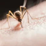 Southeast Mosquito Season Guide