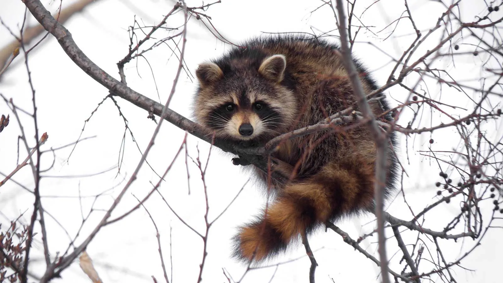 A raccoon on a tree limb