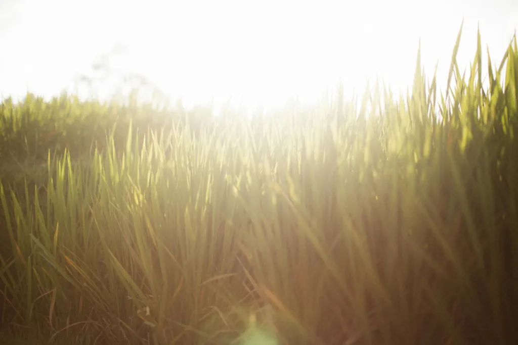 Hot Tips for Summer Lawn Fertilizer & Yard Care