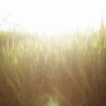 Hot Tips for Summer Lawn Fertilizer & Yard Care