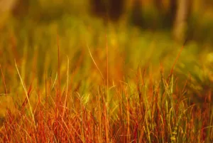 an example of brown grass in Fairway Lawns' guide to bringing brown grass to life