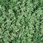 Crabgrass Preventer: When, How & Why to Apply It