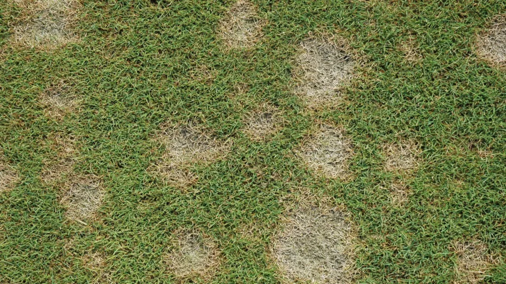 Dollar Spot Fungus Treatment Identify Prevention