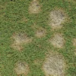 A Definitive Guide to Brown Spots on My Lawn and How to Fix Them