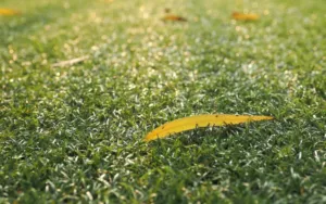 A close-up of bent grass in article about identifying and curing snow mold on your lawn