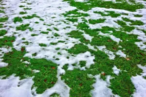 a bright green lawn covered with patches of ice from snowmelt