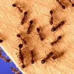 How to Get Rid of Ants Before the Issue Becomes Worse