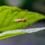 Natural Mosquito Repellent: Plants, Oils, DIY Options & More