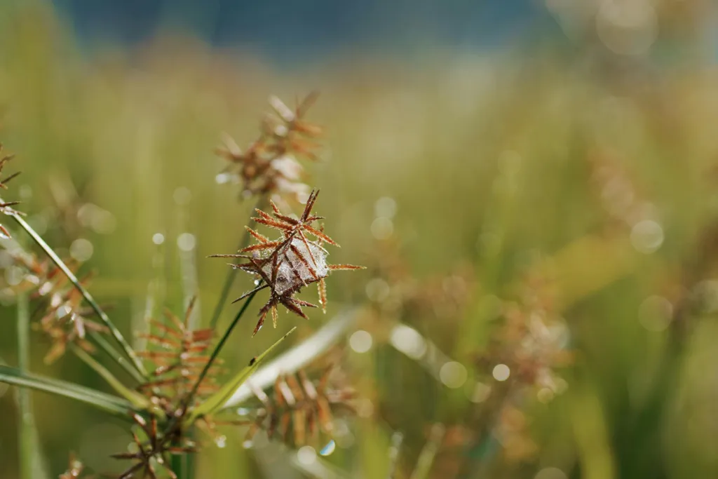 Nutsedge Weed: One of the Toughest Weeds to Eliminate
