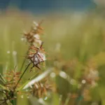 Nutsedge Weed: One of the Toughest Weeds to Eliminate