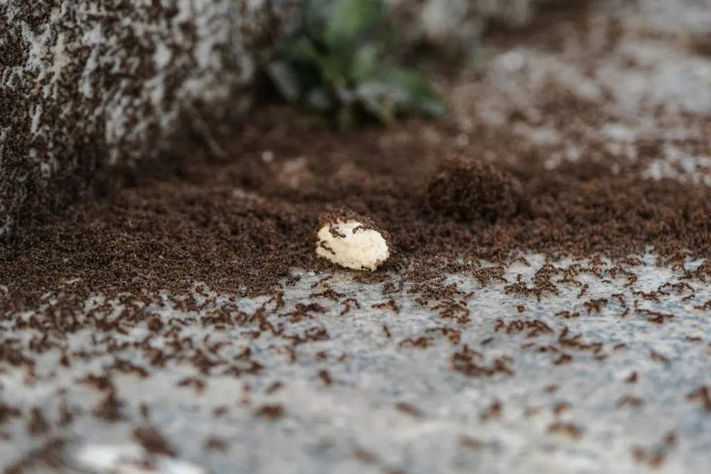 How to Get Rid of Ants in Florida: Must-Take Steps